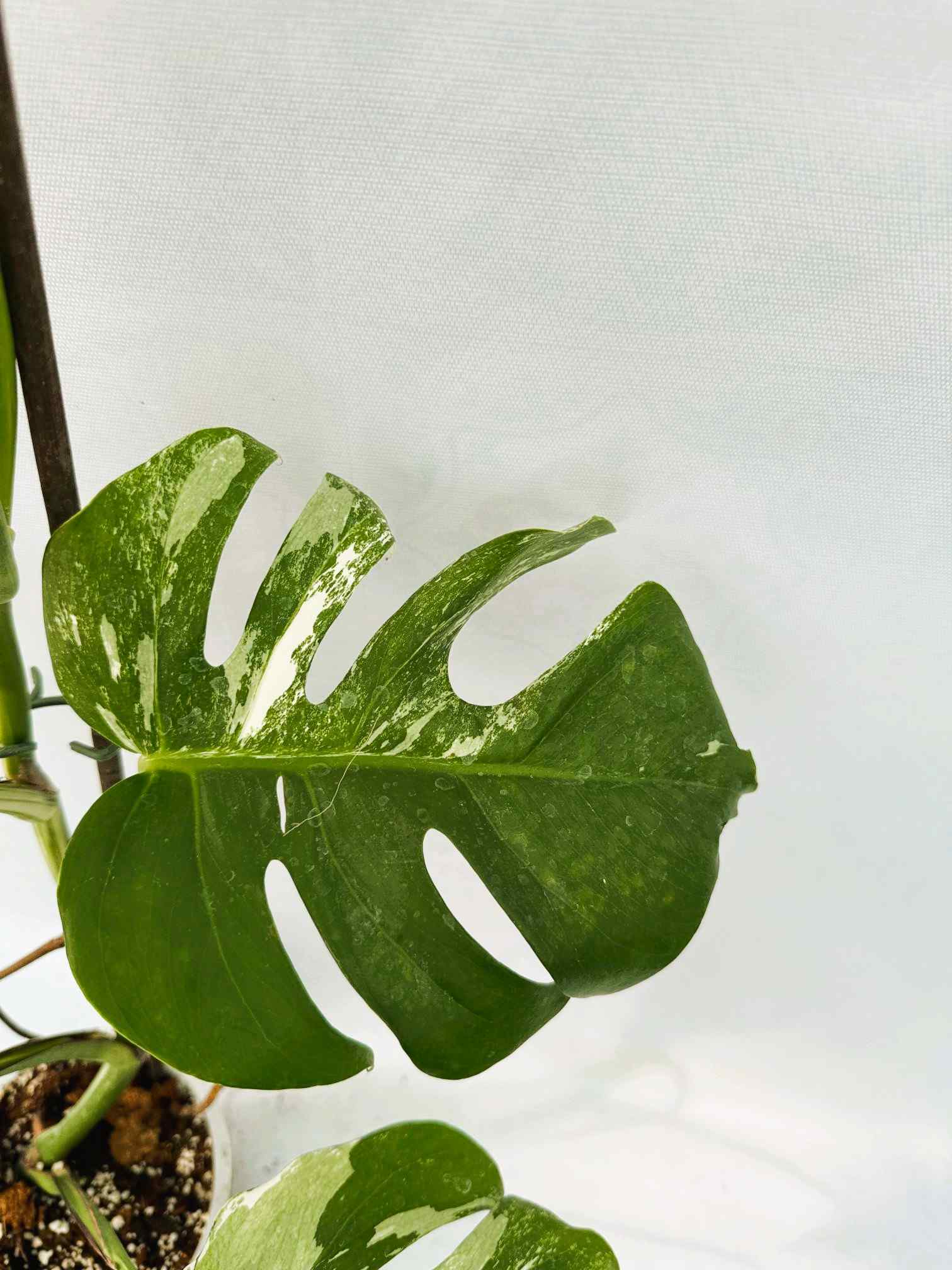 Monstera_albo_Variegato25_10_7_14