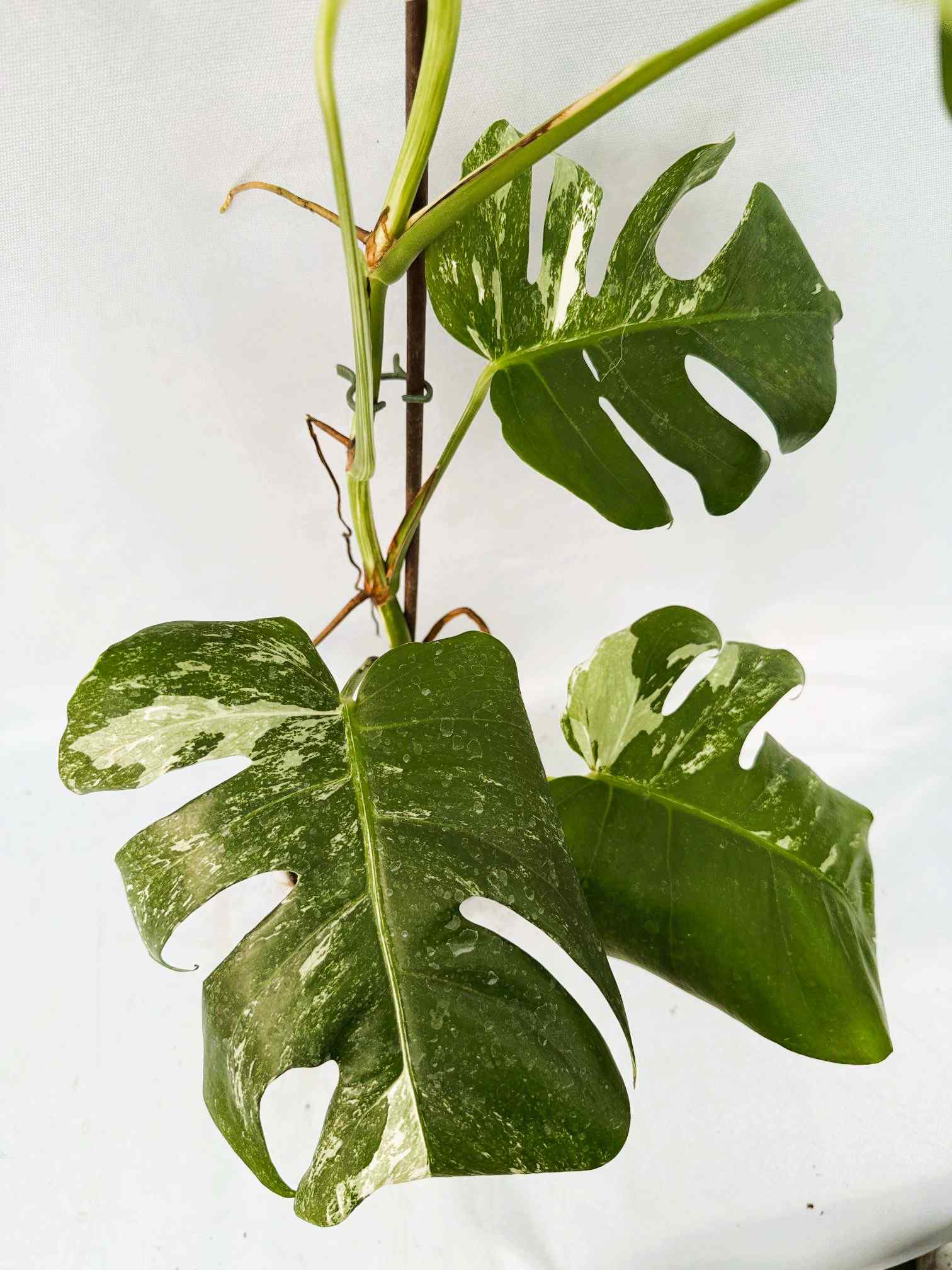 Monstera_albo_Variegato25_10_7_14