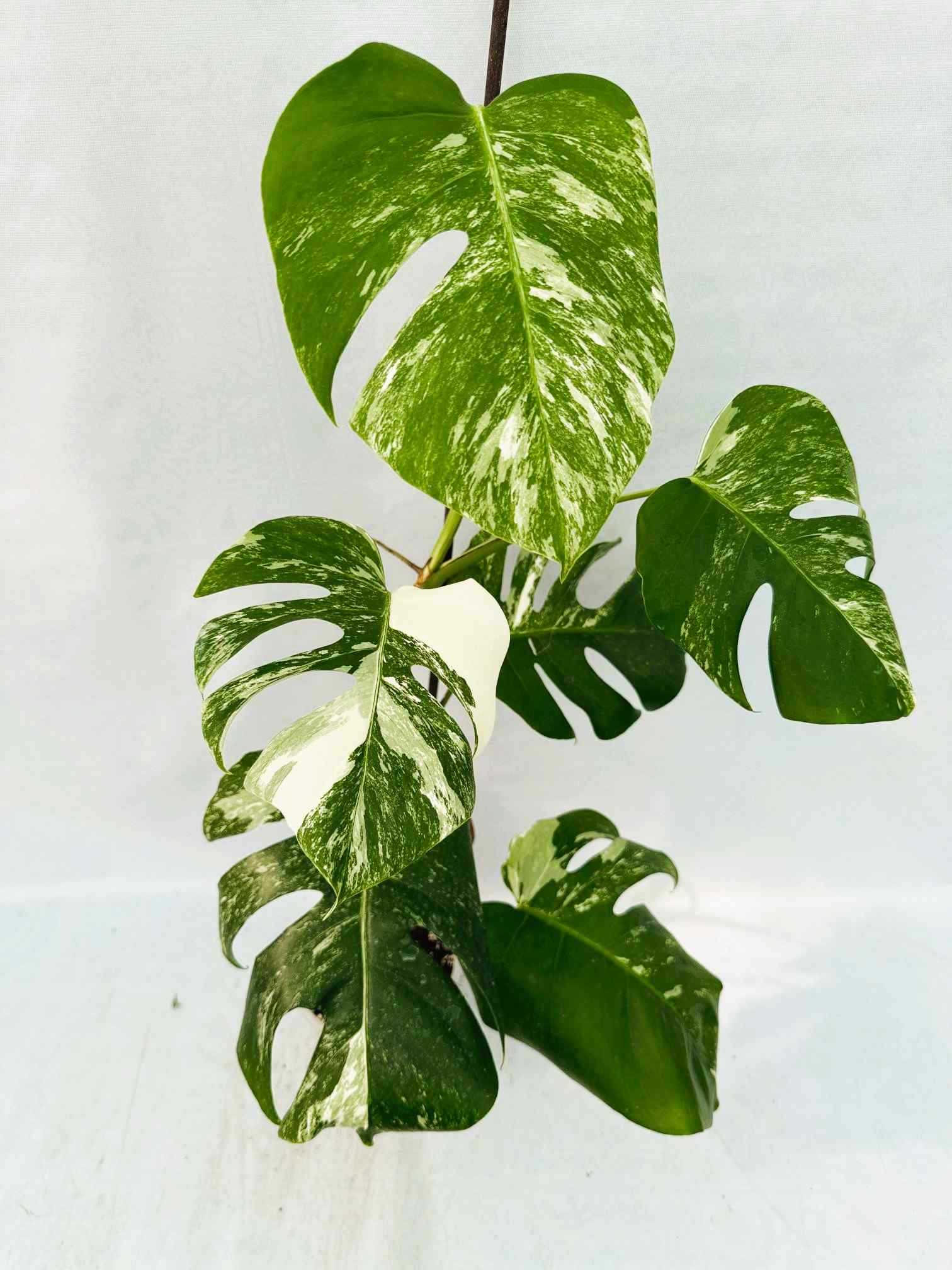 Monstera_albo_Variegato25_10_7_14