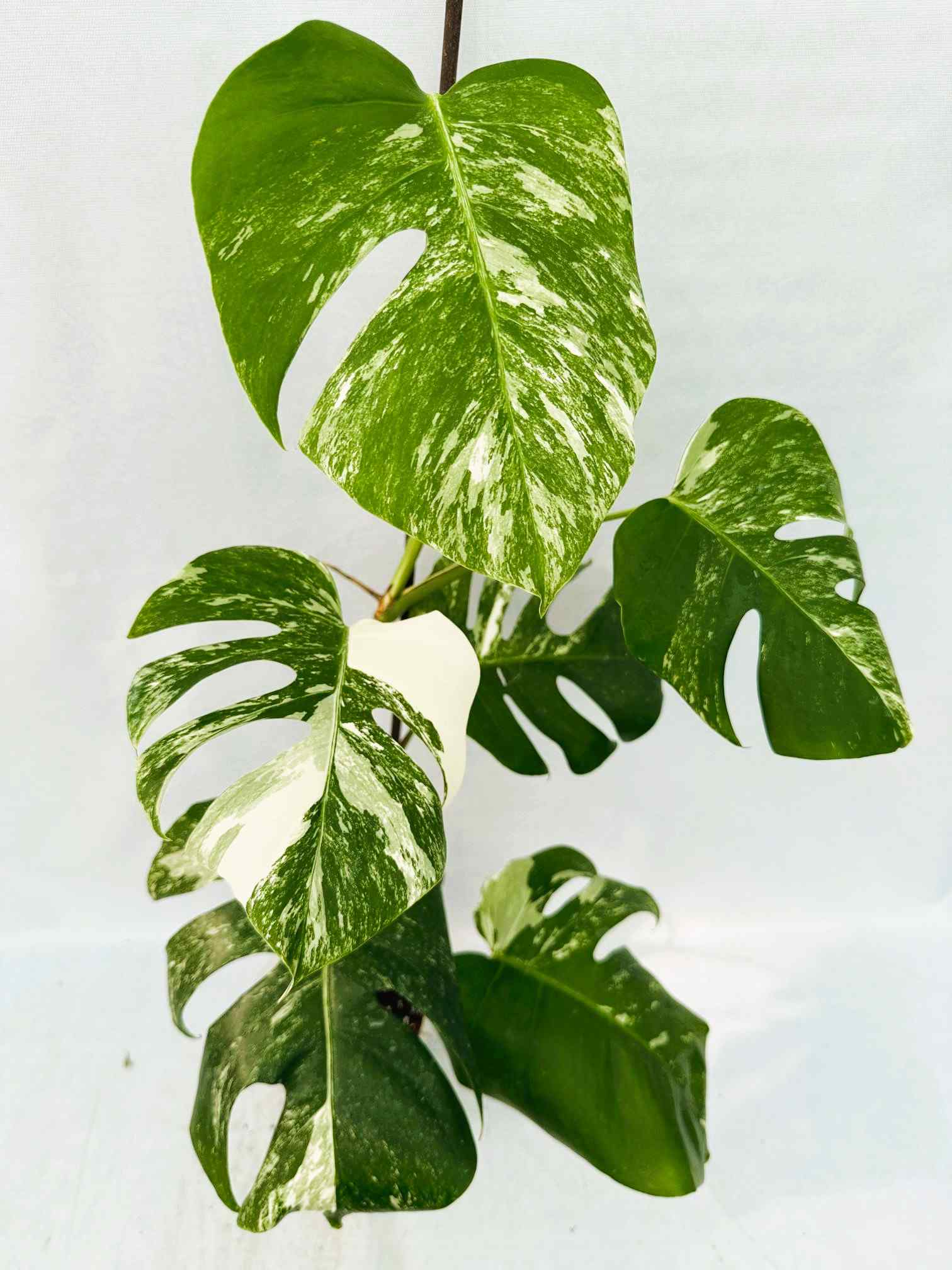 Monstera_albo_Variegato25_10_7_14