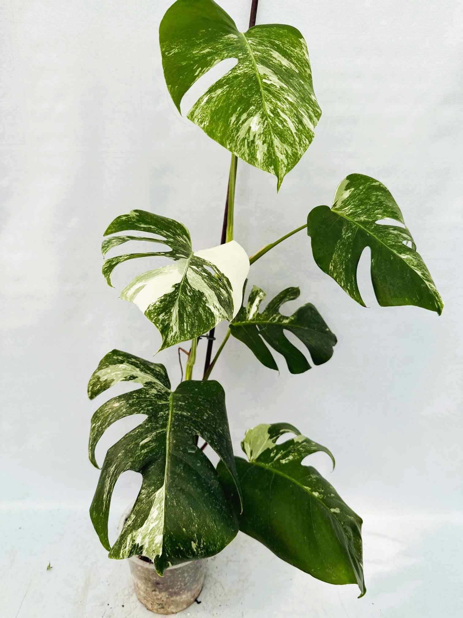 Monstera_albo_Variegato25_10_7_14