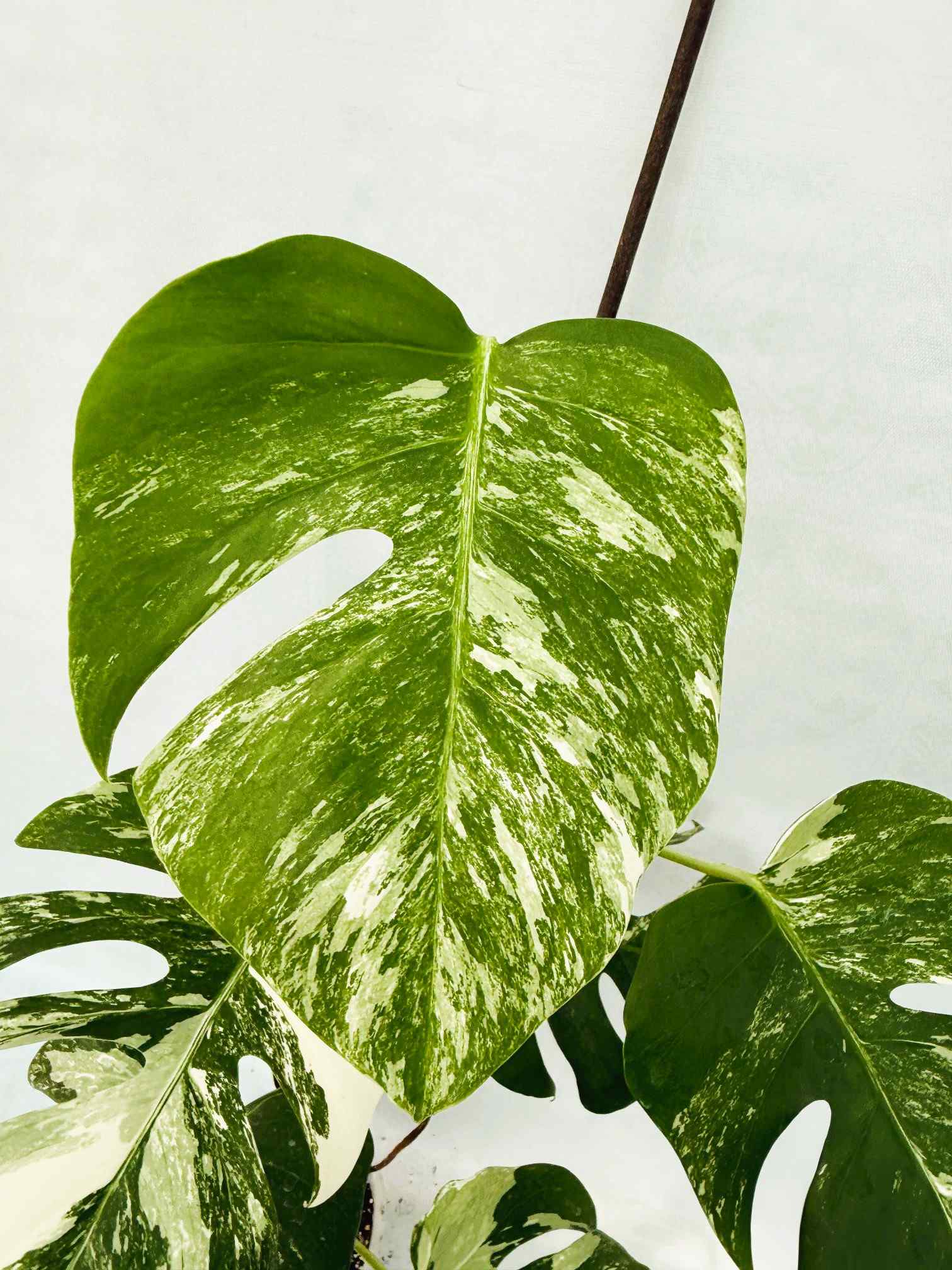 Monstera_albo_Variegato25_10_7_14