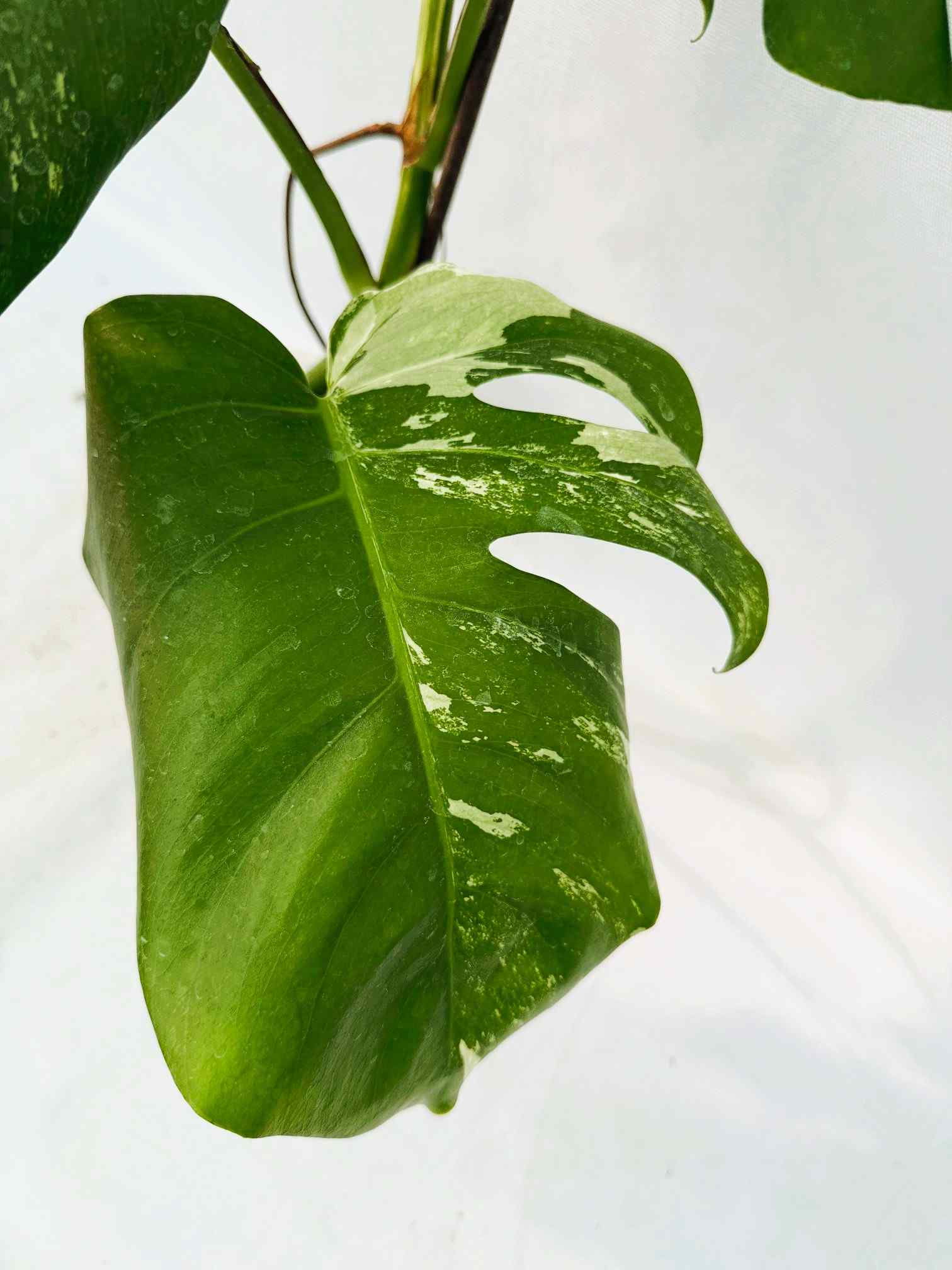 Monstera_albo_Variegato25_10_7_14