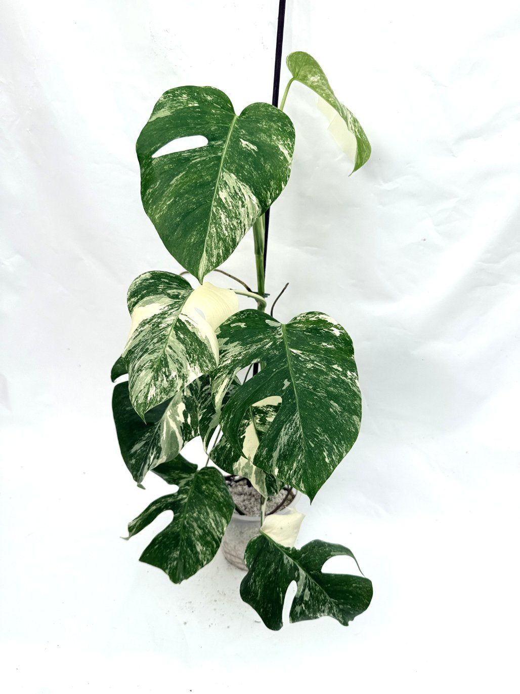 Monstera_albo_variegata