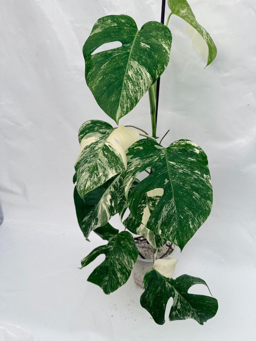 Monstera_albo_variegata