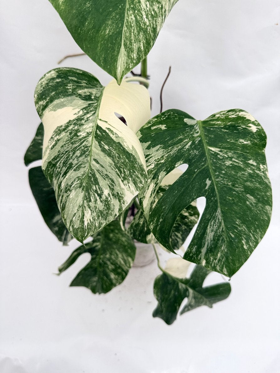 Monstera_albo_variegata
