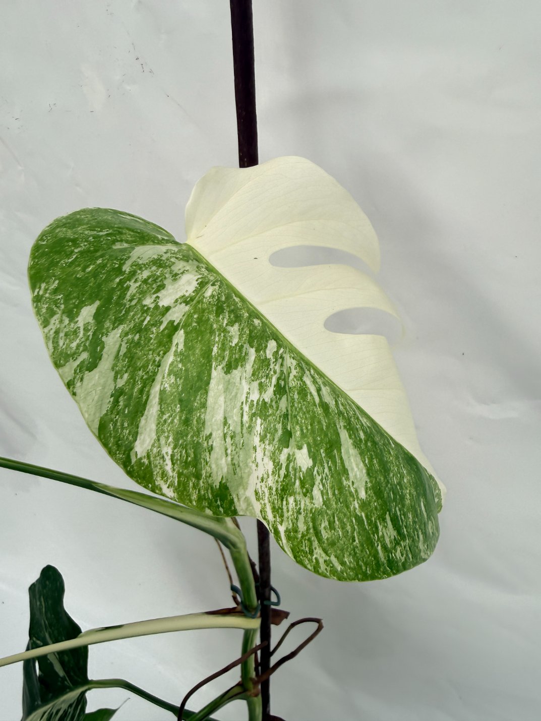 monstera albo cuttings for sale Monstera Albo variegata