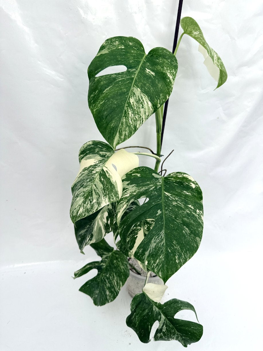 Monstera_albo_variegata
