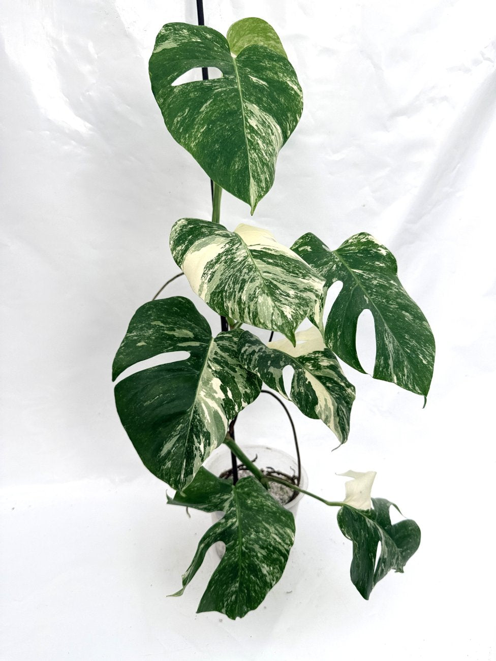 Monstera_albo_variegata
