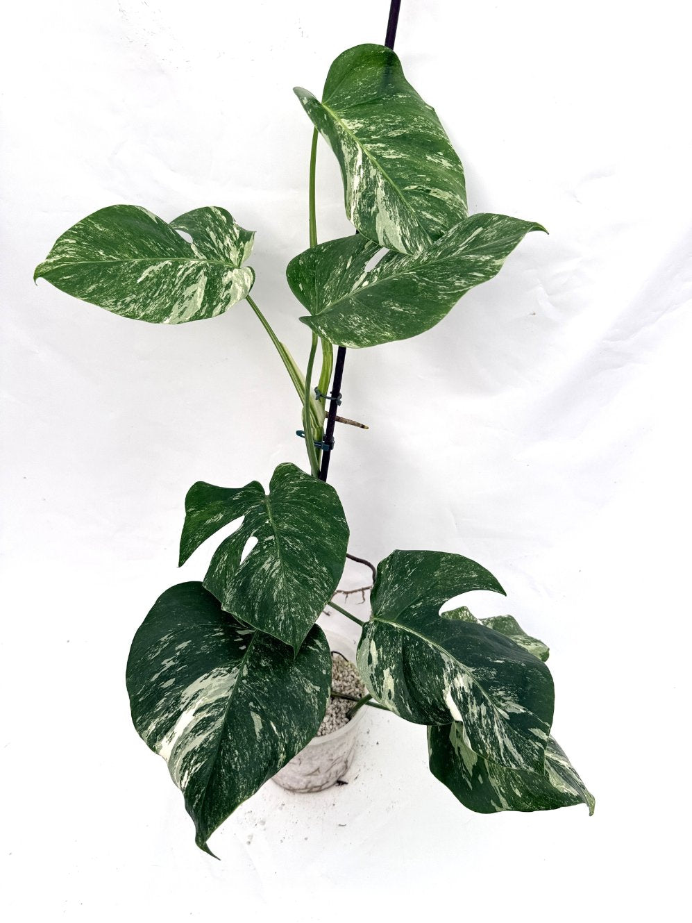 Monstera_albo_variegata