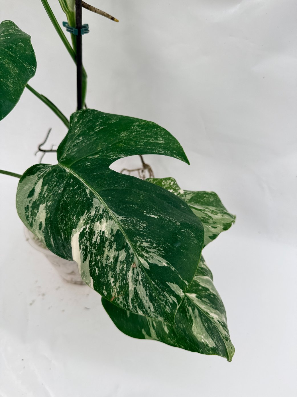 Monstera_albo_variegata