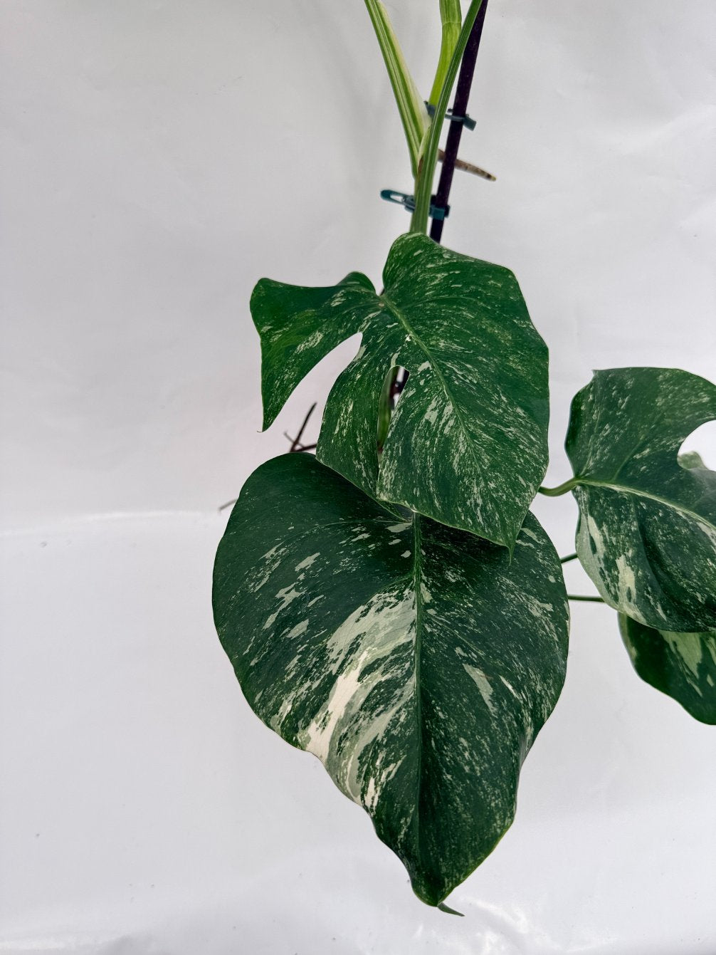 Monstera_albo_variegata