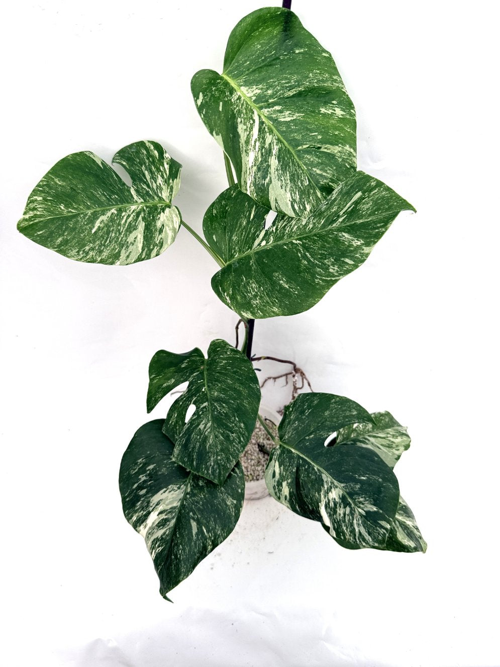 Monstera_albo_variegata