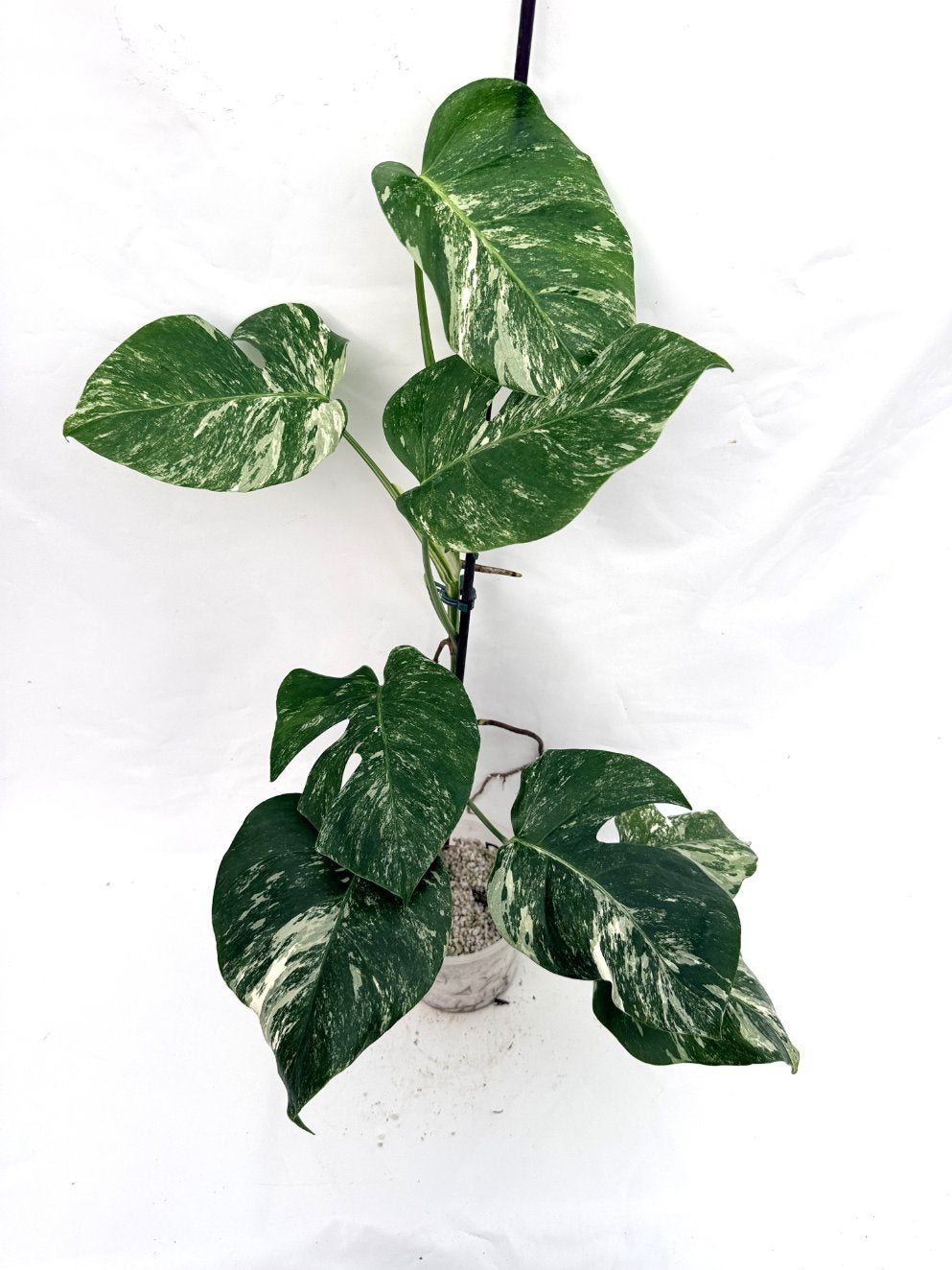 Monstera_albo_variegata