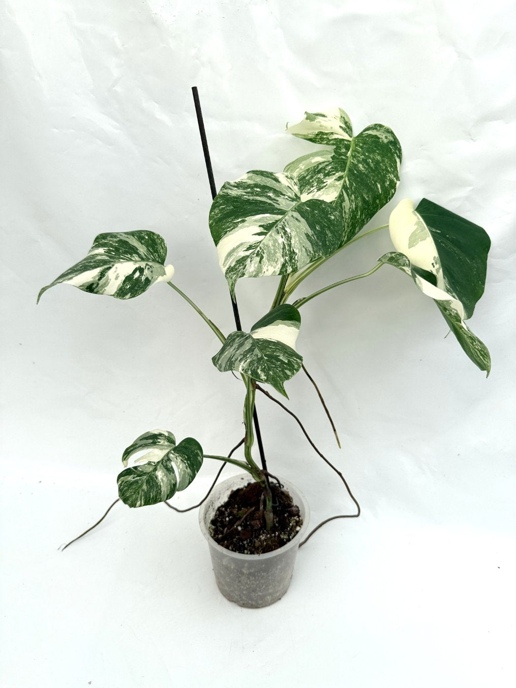 Monstera_albo_variegata