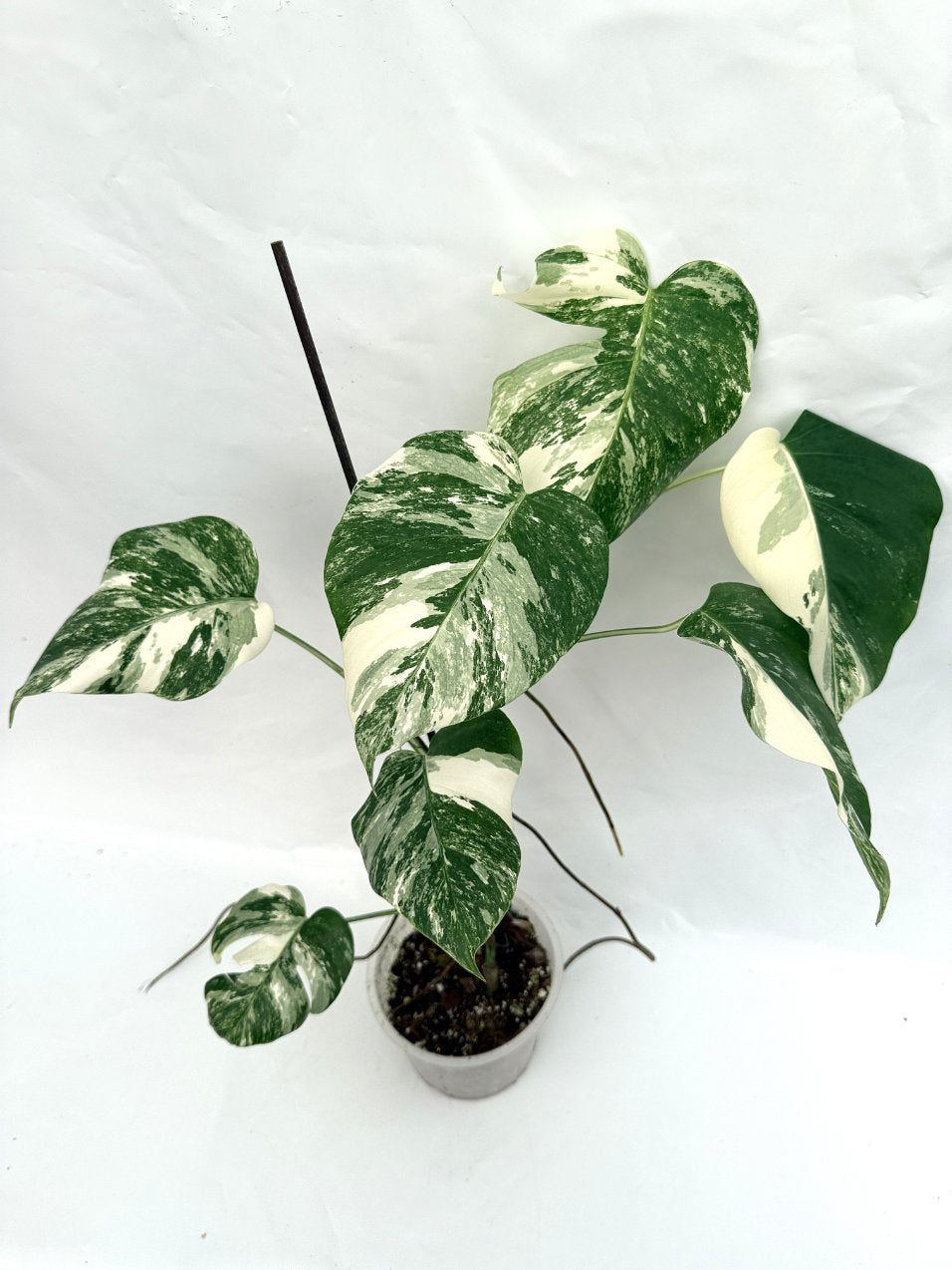 Monstera_albo_variegata