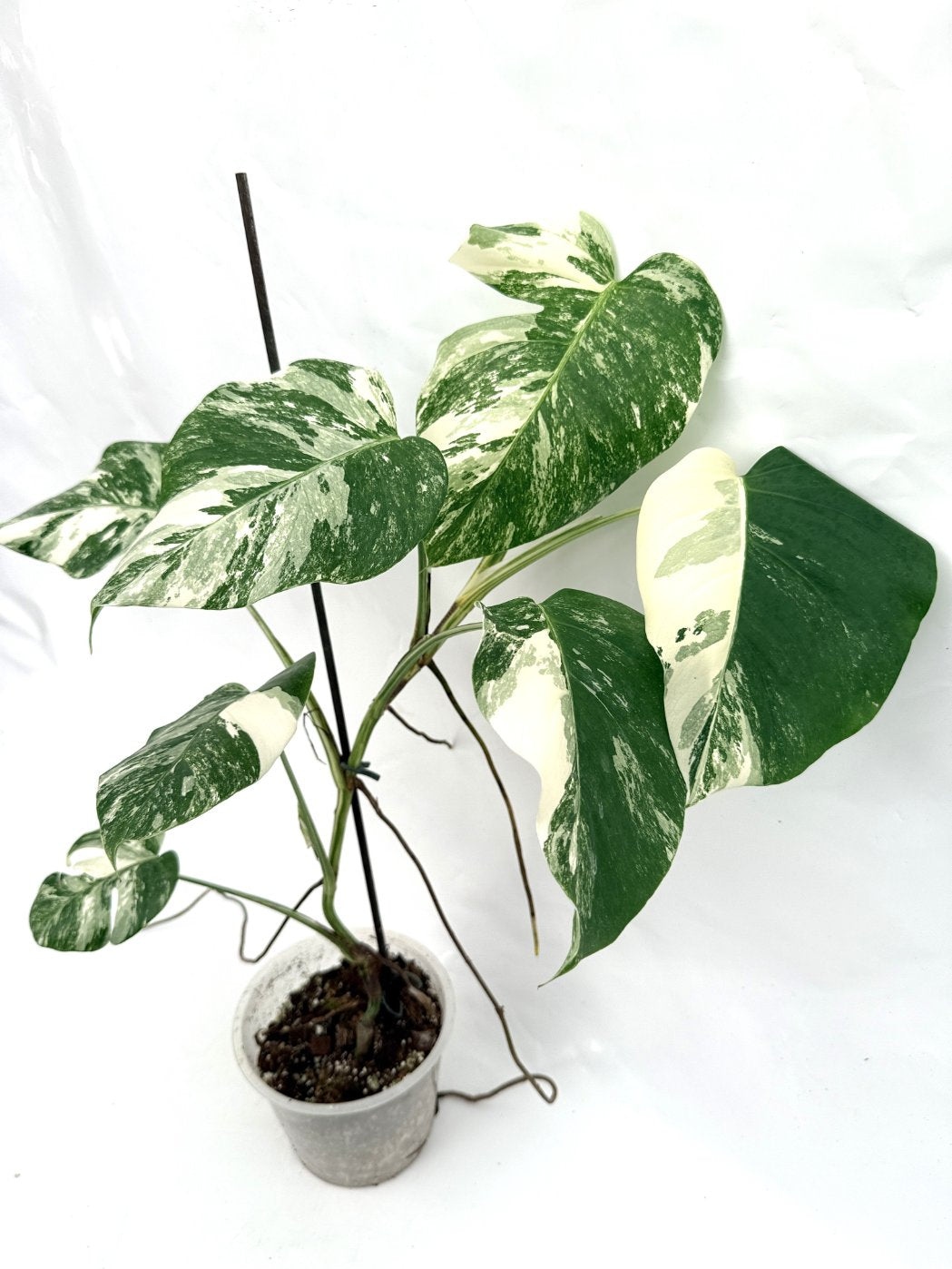 Monstera_albo_variegata