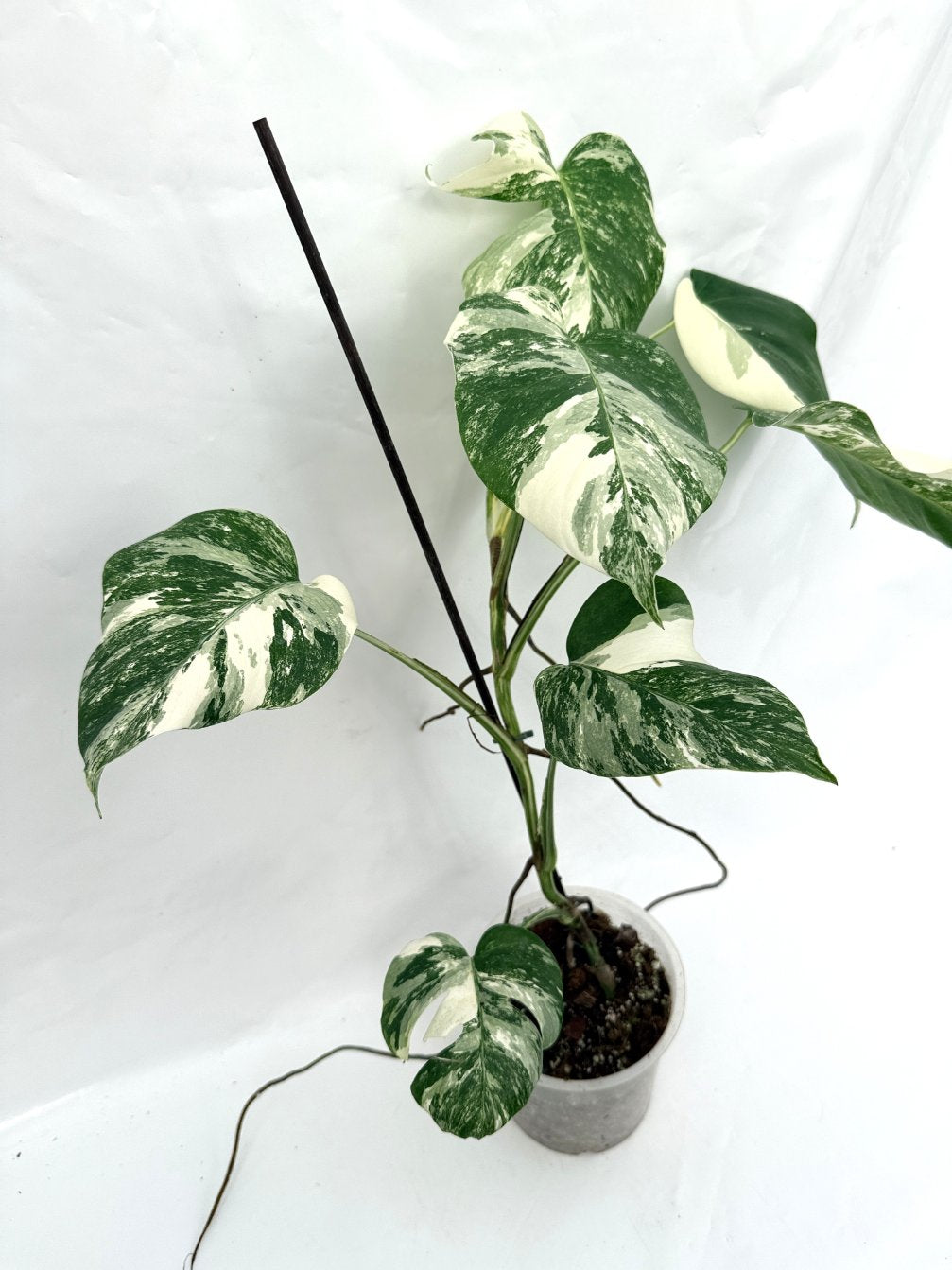 Monstera_albo_variegata