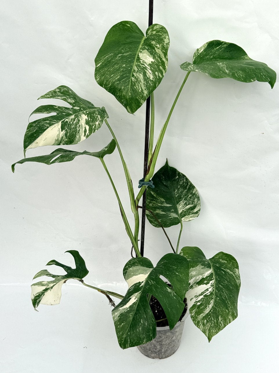 Monstera_albo_variegata