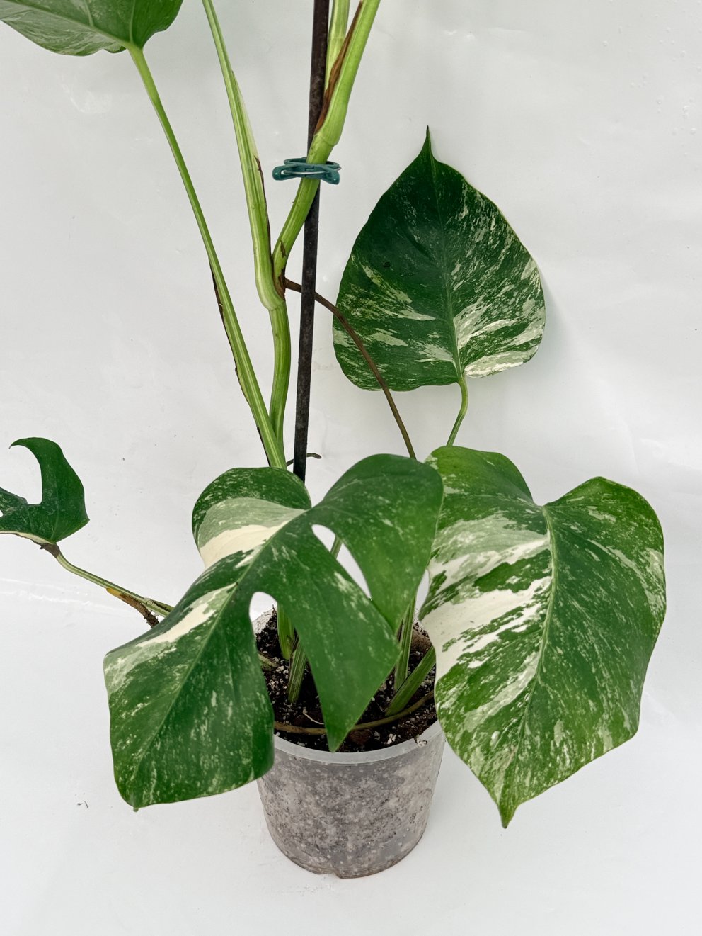 Monstera_albo_variegata