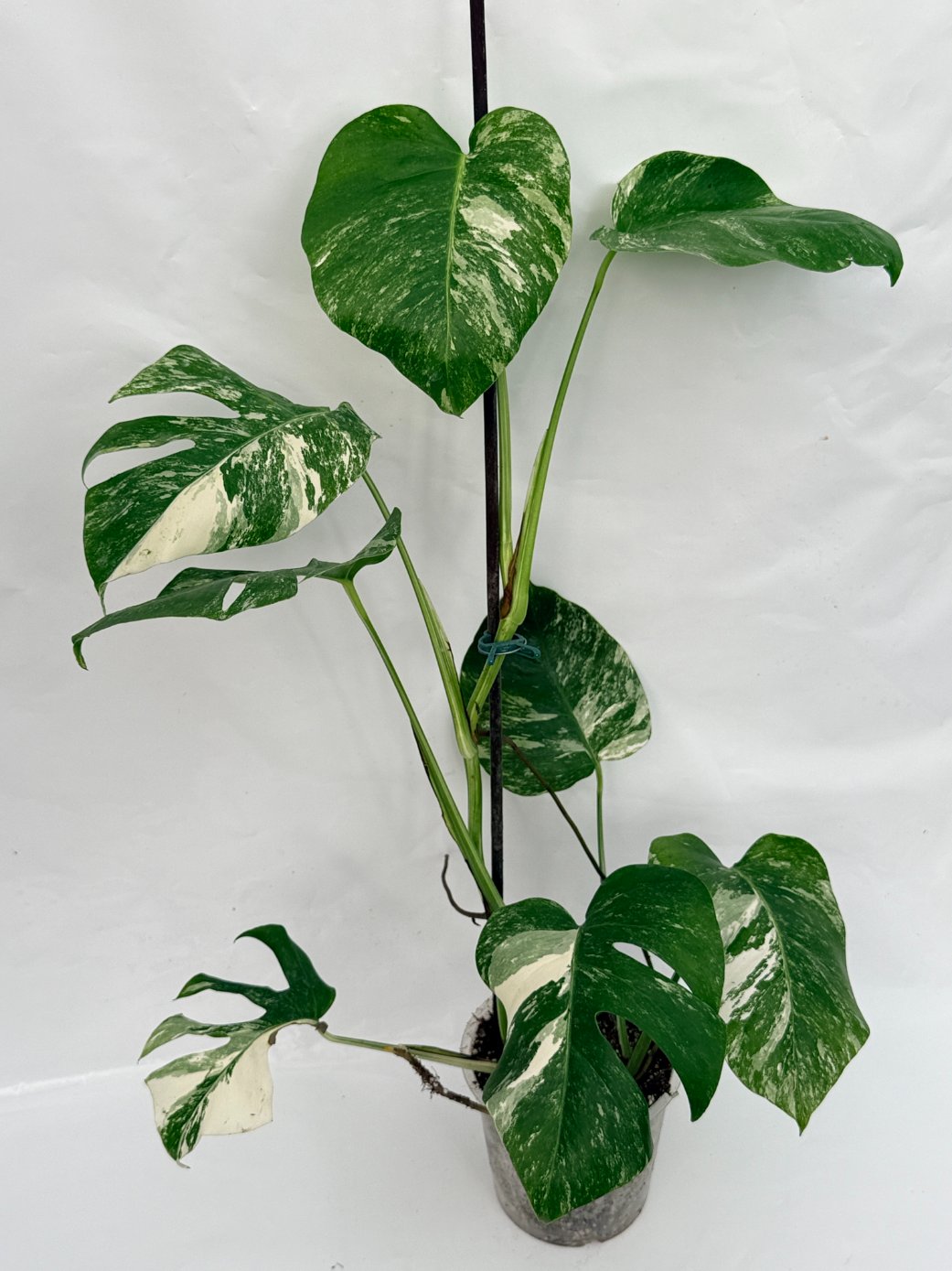 Monstera_albo_variegata