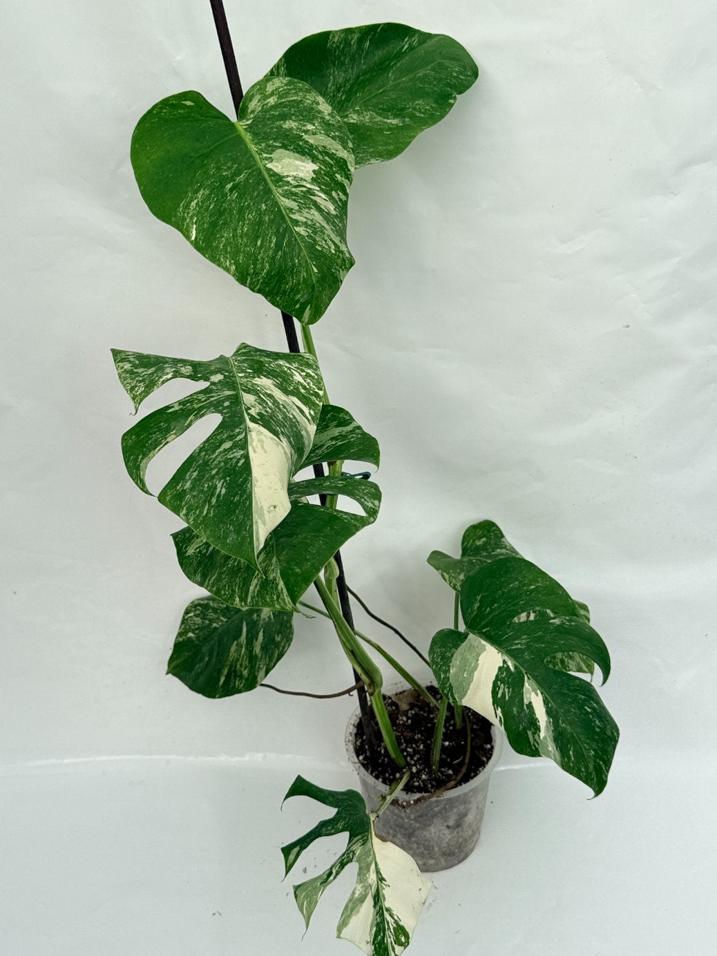 Monstera_albo_variegata