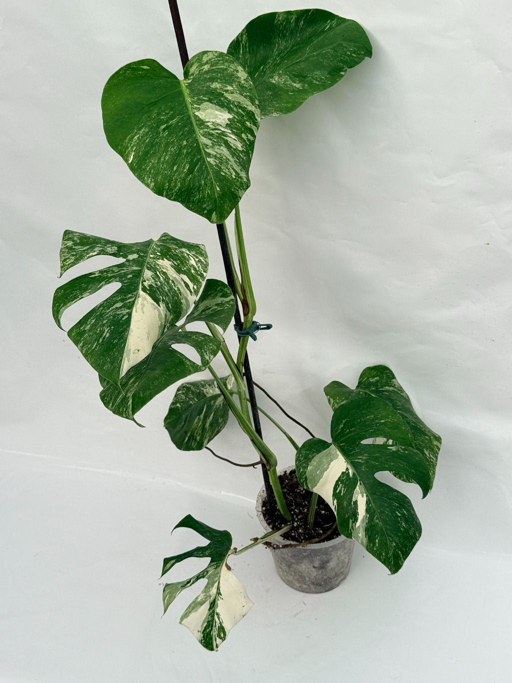Monstera_albo_variegata