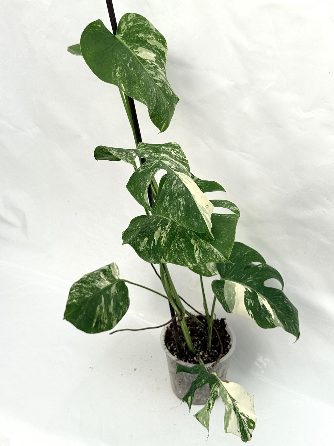 Monstera_albo_variegata