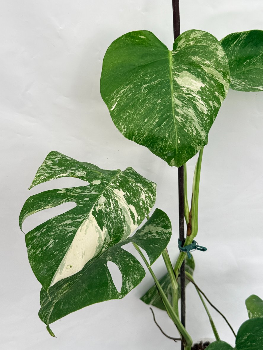 Monstera_albo_variegata