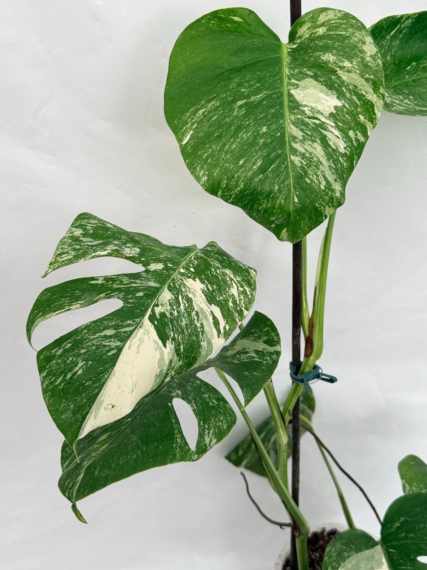 Monstera_albo_variegata