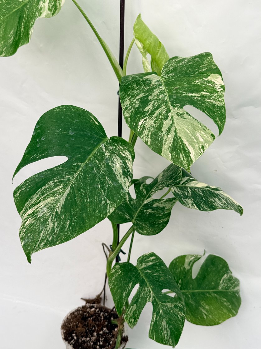 Monstera_albo_variegata