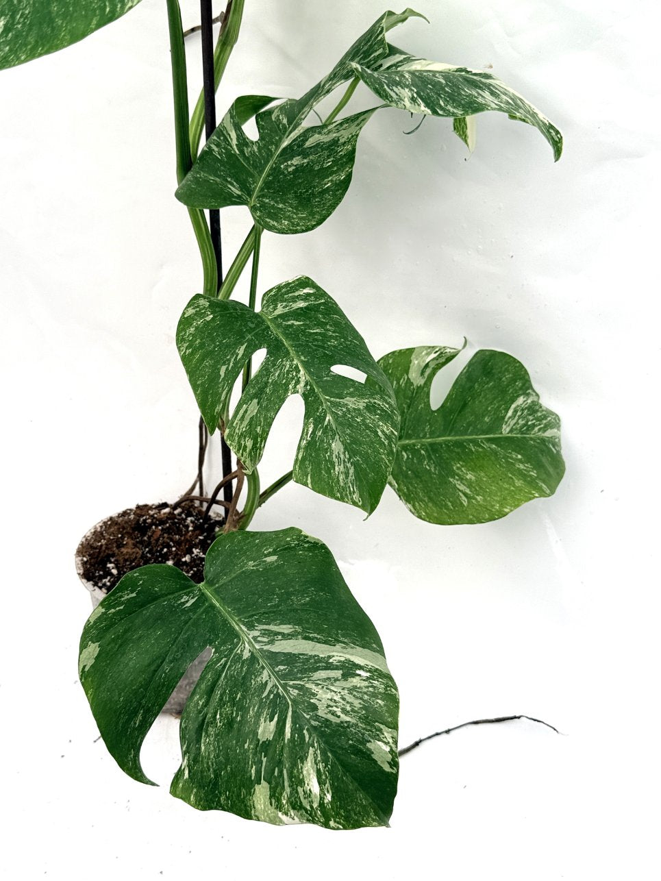 Monstera_albo_variegata