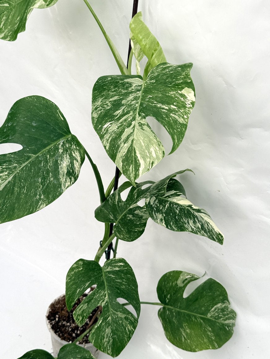 Monstera_albo_variegata