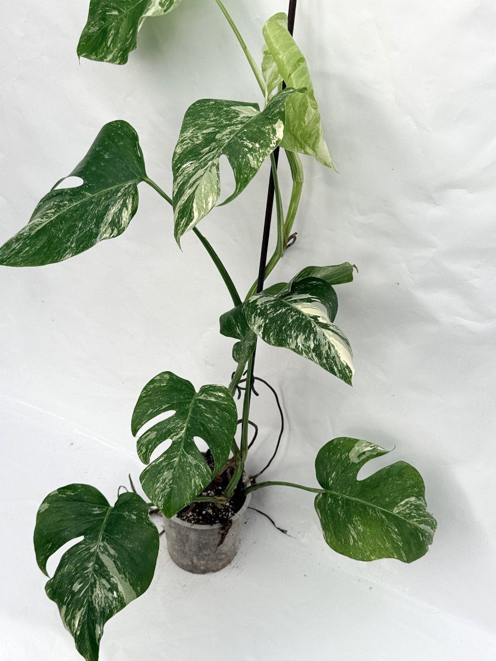 Monstera_albo_variegata