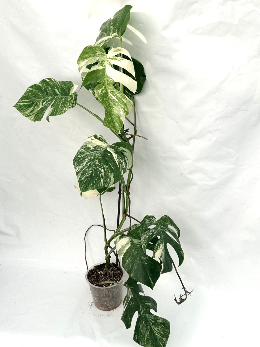 Monstera_albo_variegata