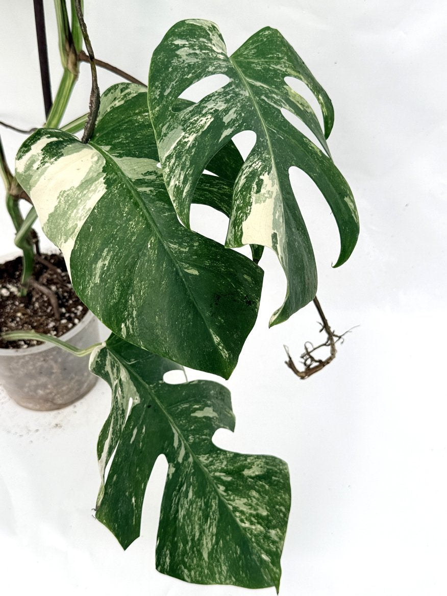 Monstera_albo_variegata