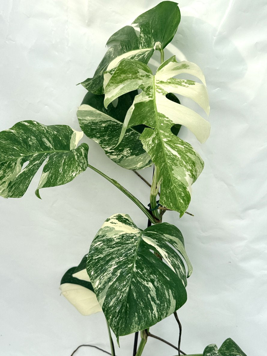 Monstera_albo_variegata