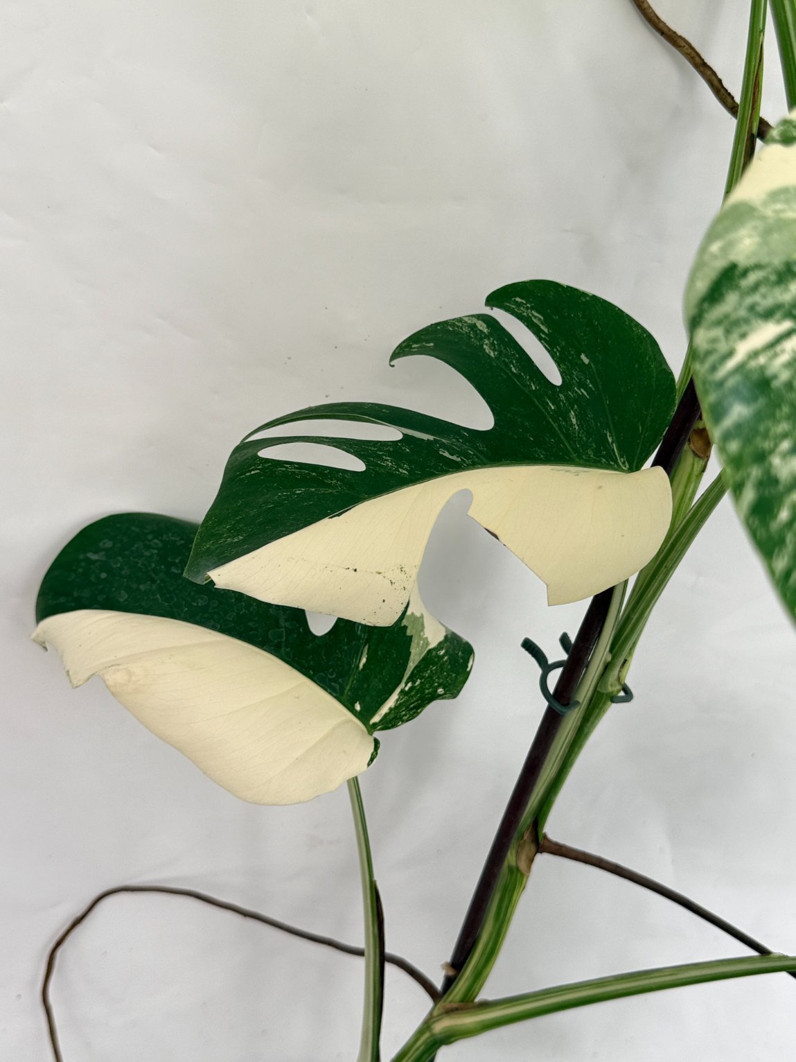 Monstera_albo_variegata