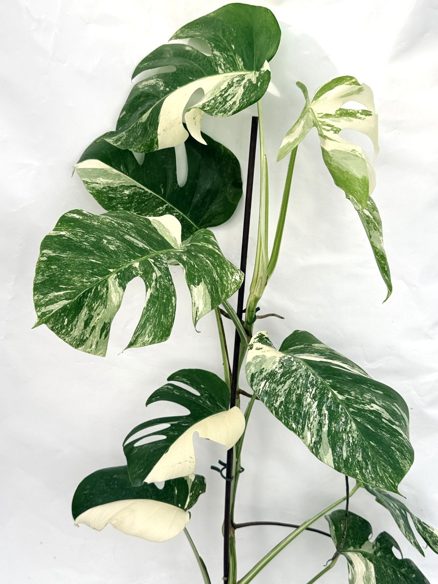 Monstera_albo_variegata