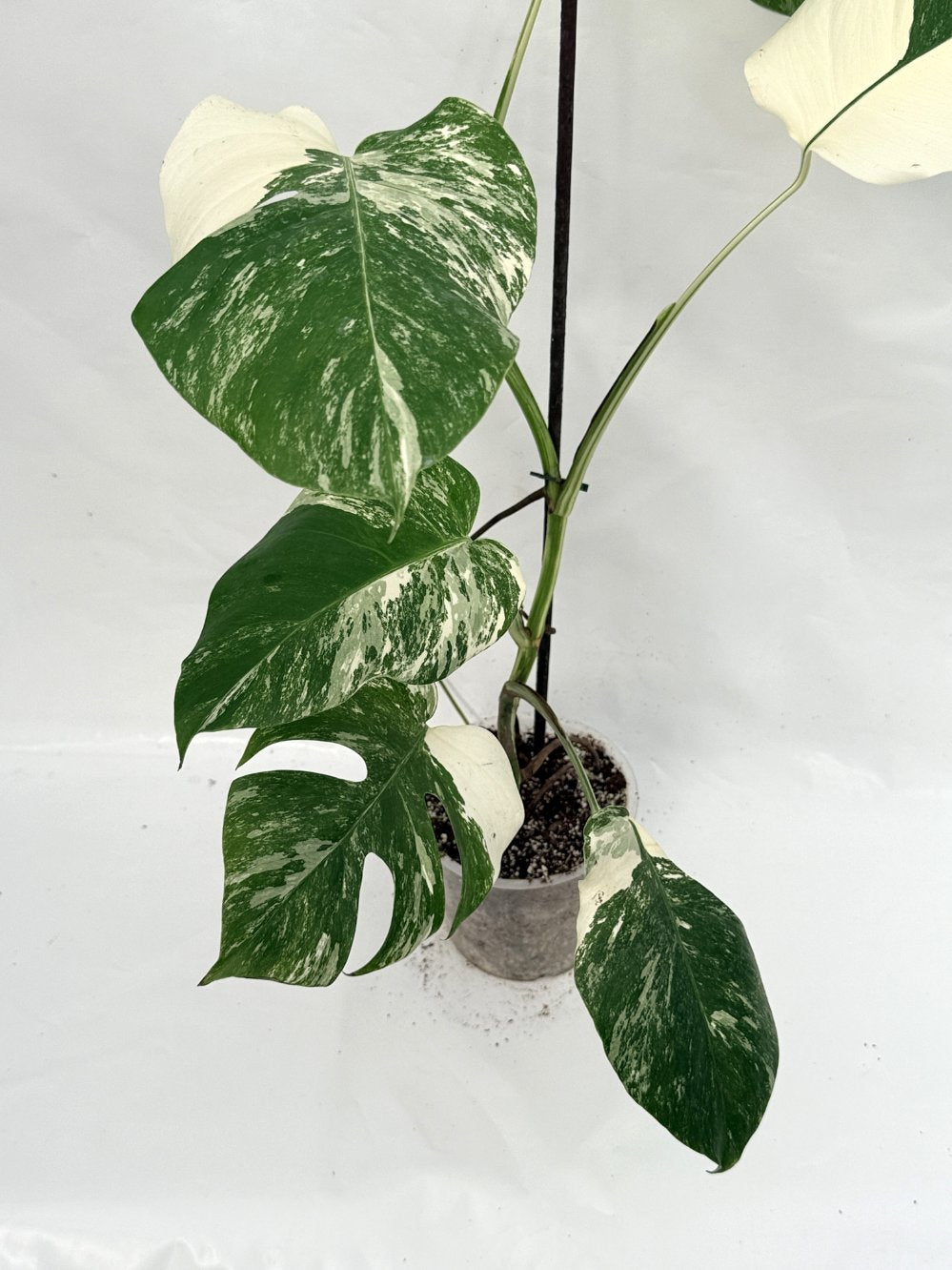 Monstera_albo_variegata