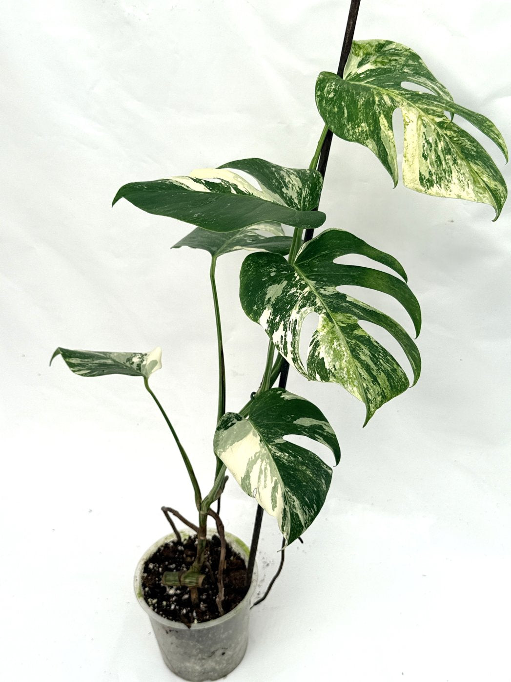 Monstera_albo_variegata