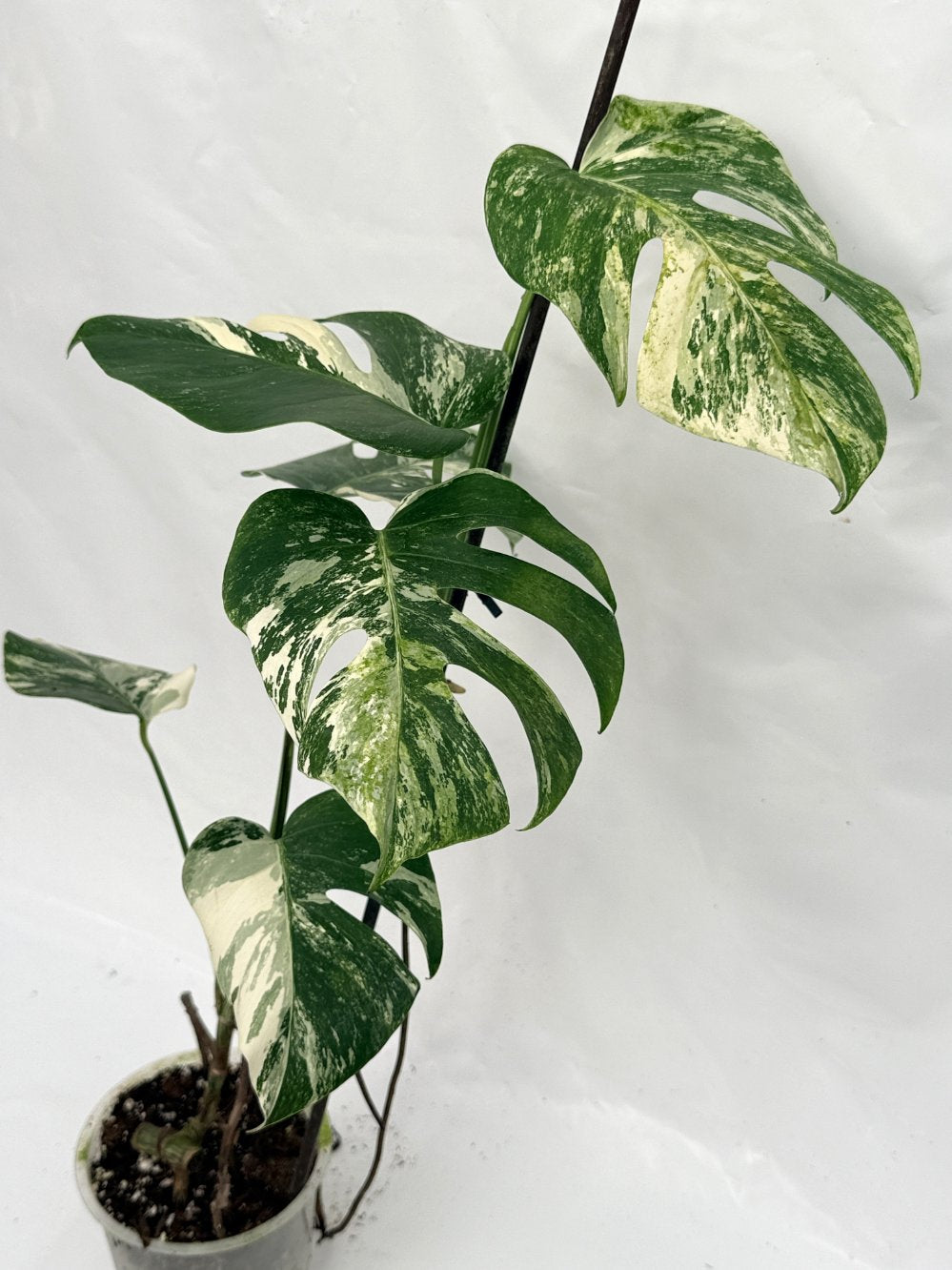 Monstera_albo_variegata