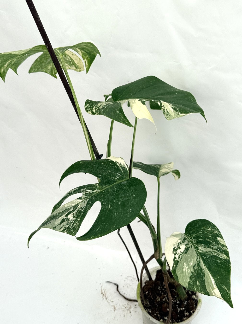 Monstera_albo_variegata