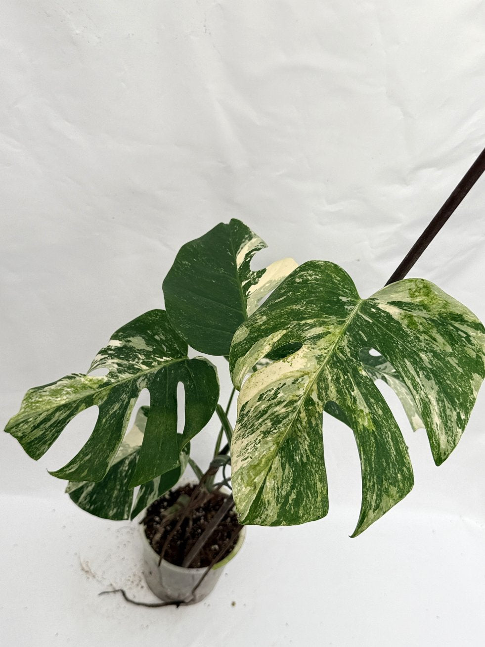 Monstera_albo_variegata