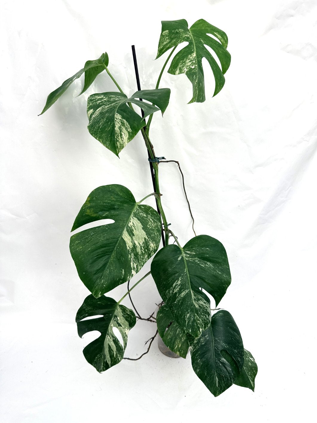Monstera_albo_variegata