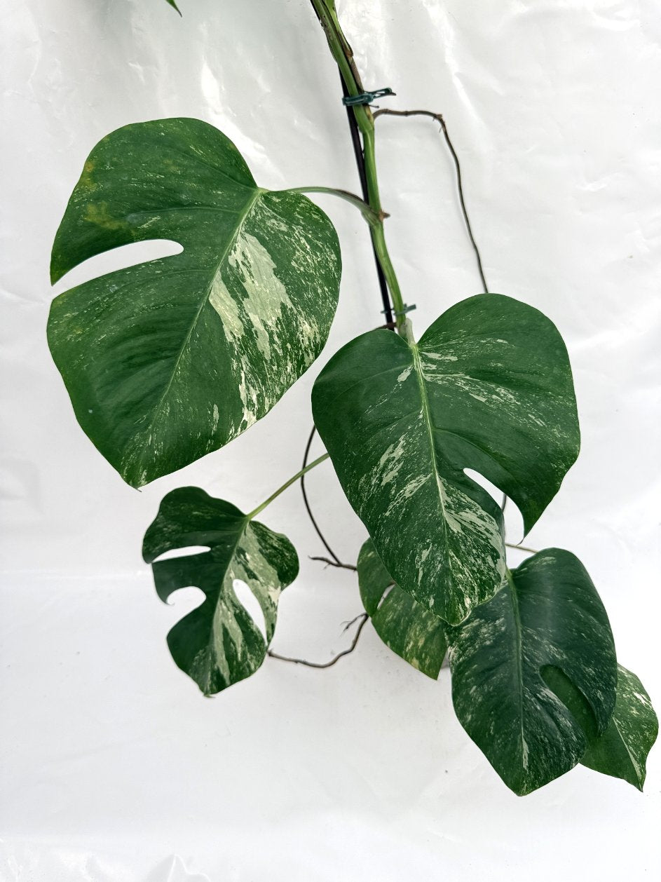 Monstera_albo_variegata