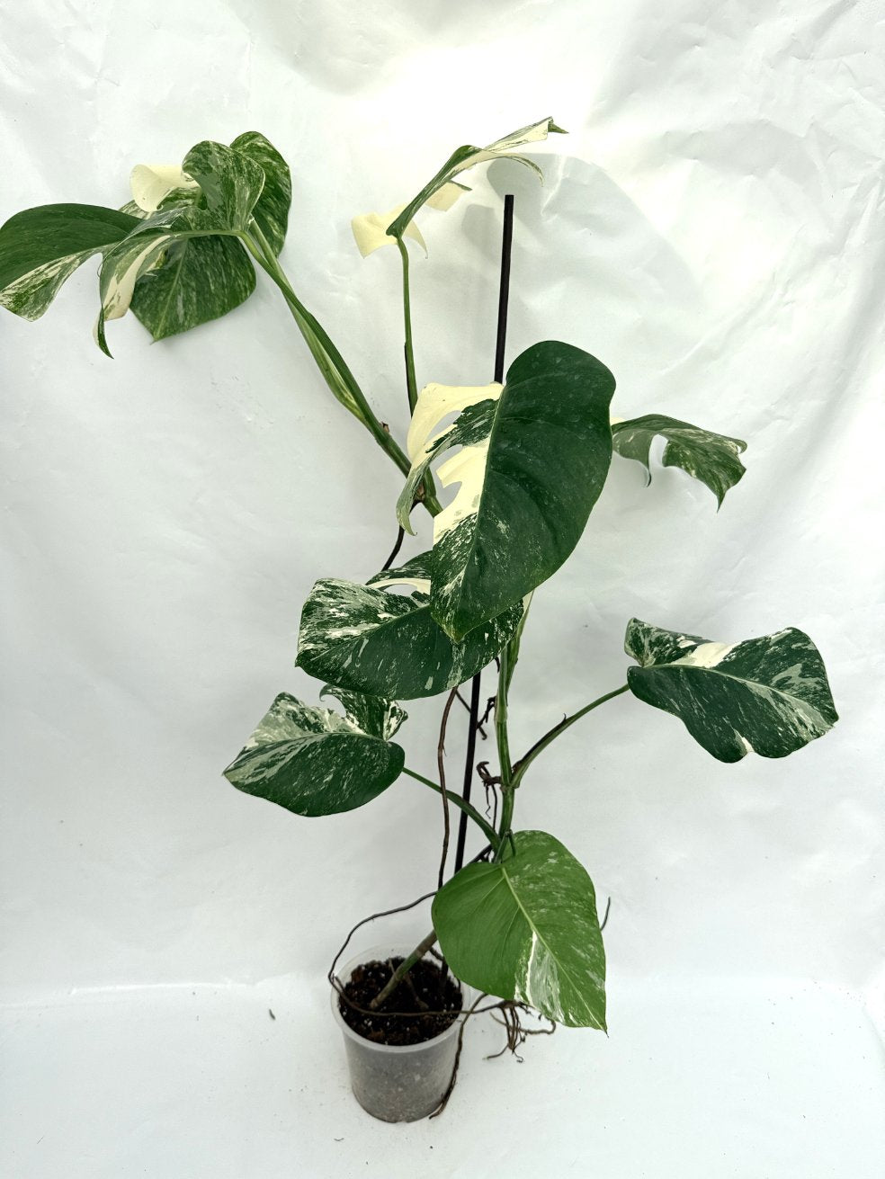 Monstera_albo_variegata