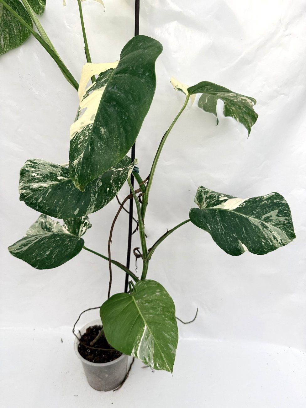 Monstera_albo_variegata