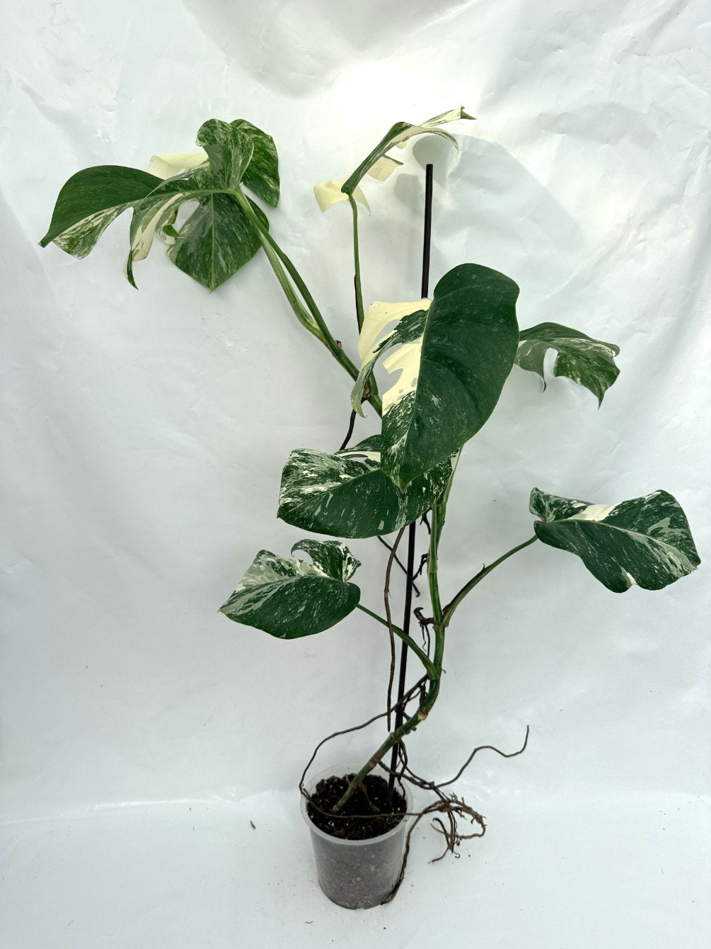 Monstera_albo_variegata
