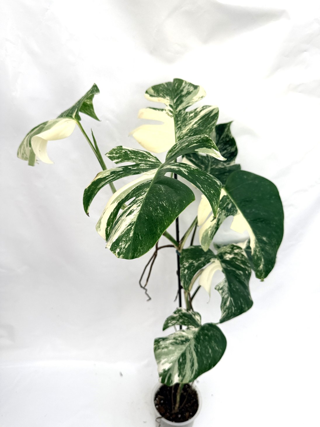 Monstera_albo_variegata